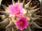 Preview: Ariocarpus confusus no-we Dolores